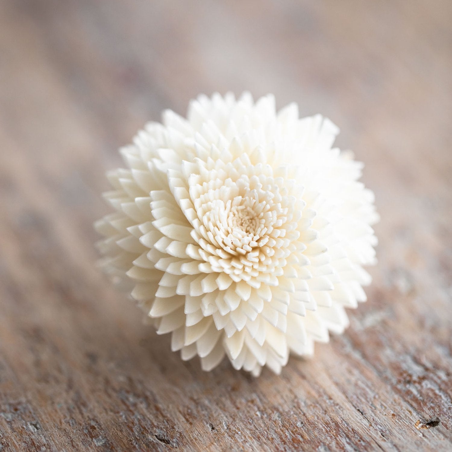 Tiny Zinnia Diffuser Flower