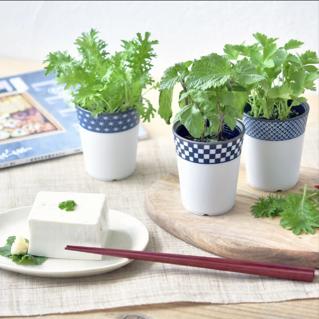 Three small potted plants on a wooden board with a plate of tofu and chopsticks.