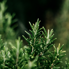 Bay & Rosemary Diffuser Oil Refill