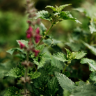 Bergamot & Nettle Diffuser Oil Refill